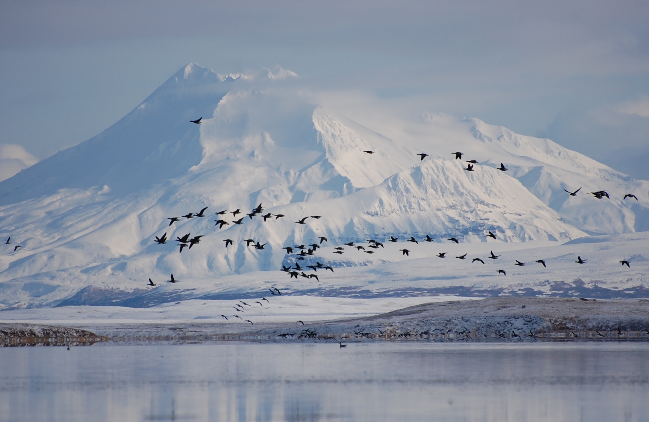 Black brant fly in front of Mount Dutton. Black brant fly in front of Mount Dutton.